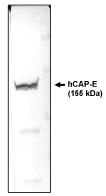 "
Western blotting using
CAP-E antibody on HeLa cell lysate."